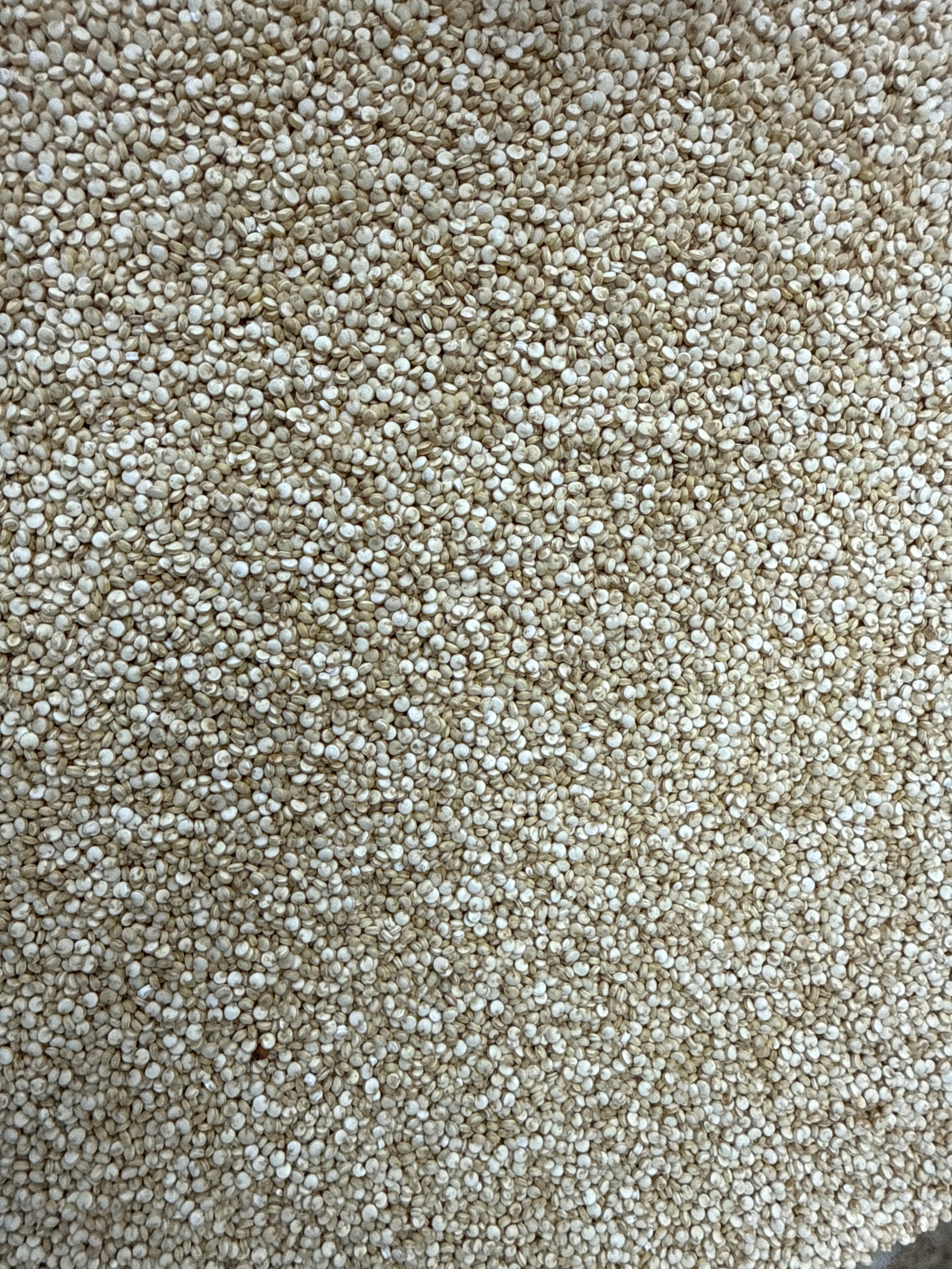 White QUINOA