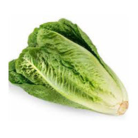 Romain Lettuce