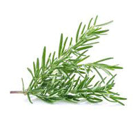 Rosemary