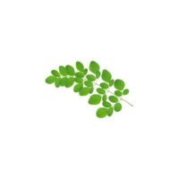 Drumstick Leaves