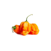 Habanero Pepper