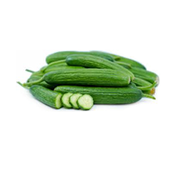 Persian Cucumber